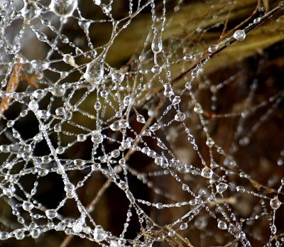 Defrosting Spider Web