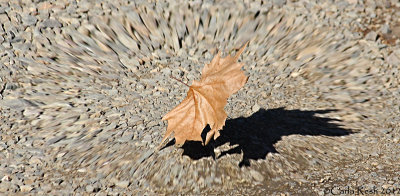 Earth Shattering Leaf