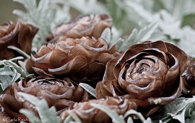 Wooden Rose pine cone