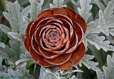 Top view of Wooden Rose Pine cone