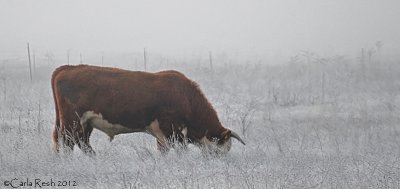 Another Frosty Morning