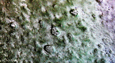 Green slime....tweeked a little....Car wash Soap!