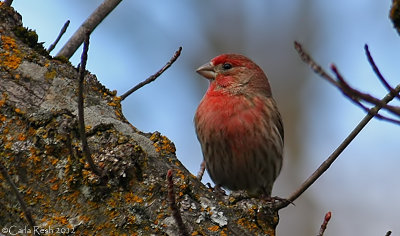 Little Red Finch