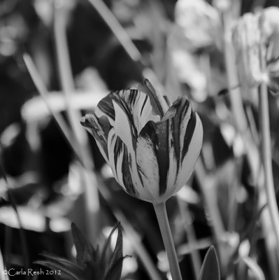 Tulip in Black and White