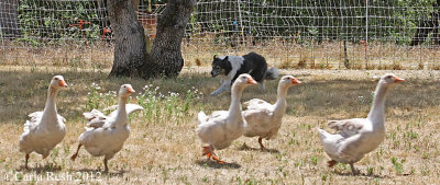 2012_06_23_0570_2.jpg