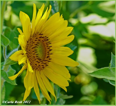 Sunny Sunflower