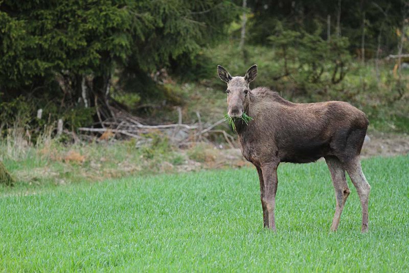 Moose 9