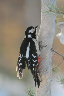 Greet Spotted Woodpecker 1