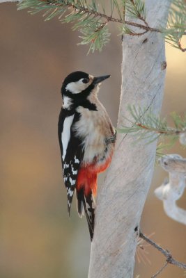 Greet Spotted Woodpecker 2