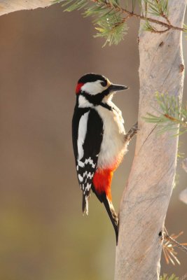 Greet Spotted Woodpecker 3