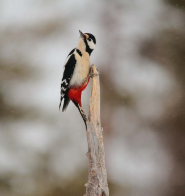 Greet Spotted Woodpecker 4