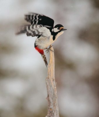 Greet Spotted Woodpecker 5