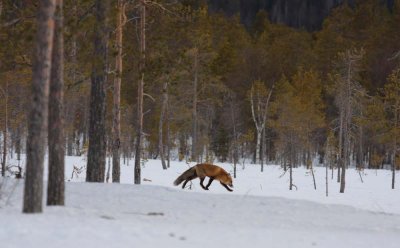 Red Fox 2
