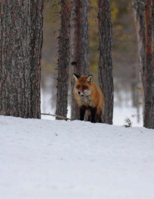 Red Fox 5