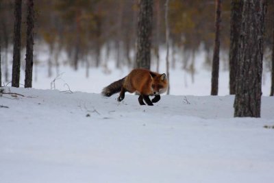 Red Fox 6