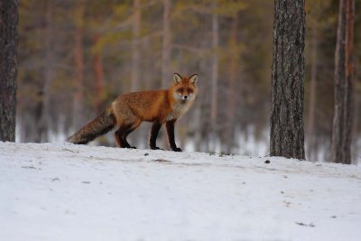 Red Fox 7