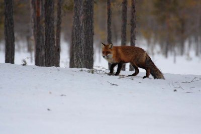 Red Fox 9