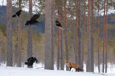 Red Fox 11