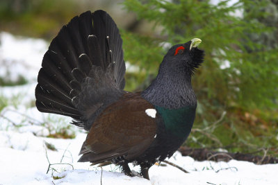 Capercaillie 3