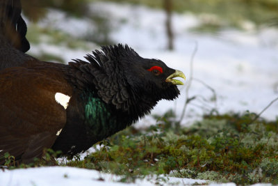 capercaillie 4