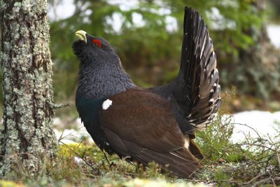 capercaillie 6