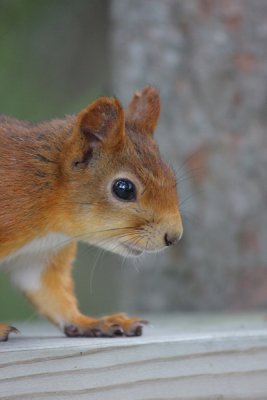 Red Squirrel 3