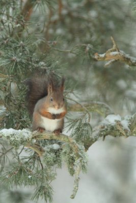 Red Squirrel 4