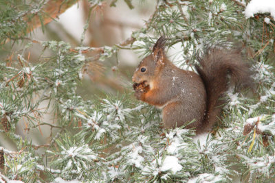 Red Squirrel 5