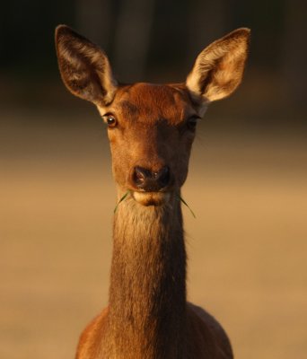 Deer 13
