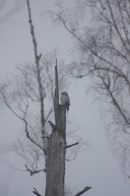 Hawk Owl 1