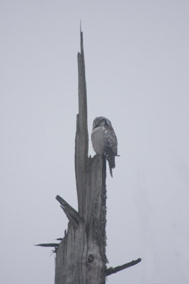 Hawk Owl 2