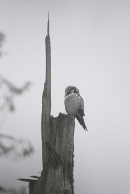 Hawk Owl 3