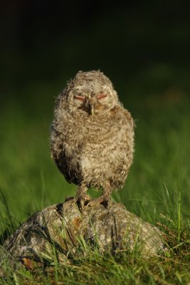 Tawny Owl 3