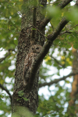 Tawny Owl 5