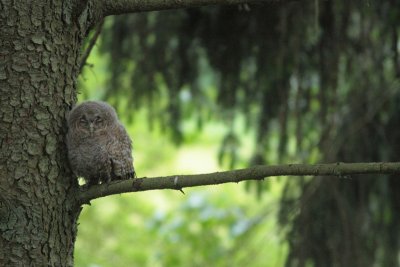 Tawny Owl 6