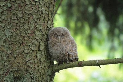 Tawny Owl 7