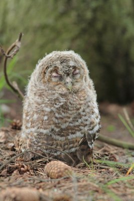 Tawny Owl 9