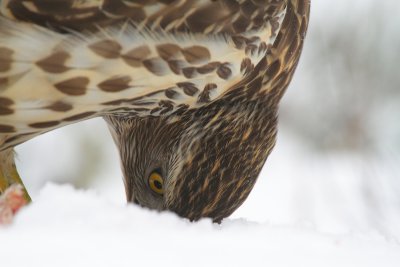 Goshawk 12