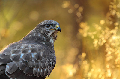 Buzzard 2