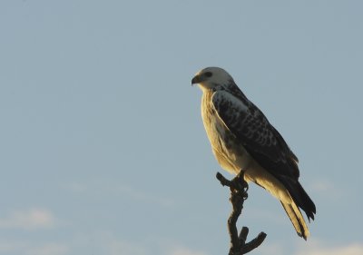 Buzzard 3