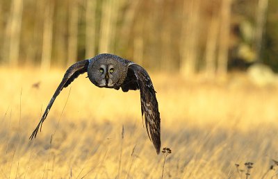 Great Grey Owl 4