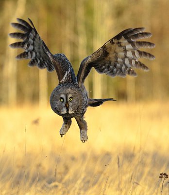 Great Grey Owl 6
