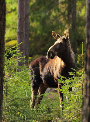 Moose 6