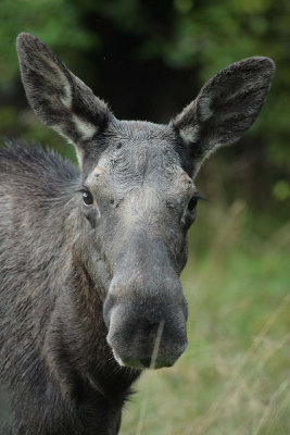 Moose 8