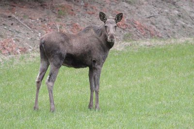 Moose 11