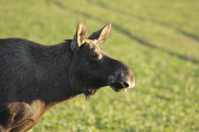 Moose 12