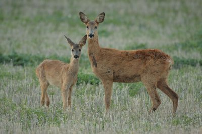 Roe deer 5