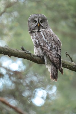 Great Grey Owl 7