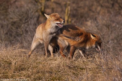 Dochter slaat moeder