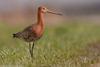 Vogelsoorten bij de Arkemheense polder